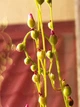Насіння росянки Drosera Nidiformis 20 штук - изображение 2