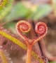 Рослина росянка Біната Drosera Binata рослина в горщику - зображення 1