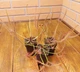 Рослина росянка Біната Drosera Binata рослина в горщику - зображення 3