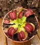 Dionaea muscipula Венерина мухоловка дорослий розмір - изображение 2
