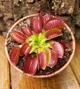 Dionaea muscipula Венерина мухоловка дорослий розмір - изображение 3