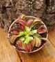 Dionaea muscipula Венерина мухоловка дорослий розмір - изображение 5