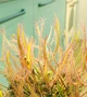 Рослина росянка Біната Drosera Binata рослина в горщику - зображення 7