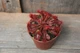 Росянка лопатчаста Drosera spatulata - зображення 3