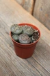 Литопс микс Lithops mix Живые камни - изображение 4