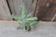 Каланхое Хоутона Kalanchoe Houghtoniii - зображення 1