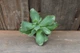 Крассула Синяя птица Crassula arborescens ssp. undulatifolia cv. Blue Bird - изображение 1