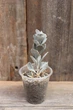 Каланхое ромбовидно-волосистое форма виридифолия Kalanchoe rhombopilosa var.viridifolia - изображение 2