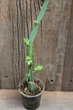 Циссус четырехугольный Cissus Quadrangularis - изображение 1