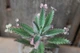 Каланхоэ дегремона Пинк Батерфляй Kalanchoe daigremontiana Pink Butterfly - изображение 2
