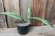 Сансевиерия Клеопатра Sansevieria Cleopatra - изображение 1