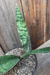 Сансевиерия Клеопатра Sansevieria Cleopatra - изображение 2