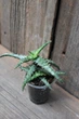 Алоэ гаргули Aloe gargoyle - изображение 1