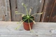 Росянка капская Drosera сapensis - изображение 3