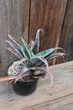 Алоэ гибридное Aloe hybrid красный - изображение 2