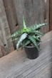 Алоэ гаргули Aloe gargoyle - изображение 3