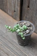 Крестовник роули вариегатный Senecio rowleyanus Variegata - изображение 1
