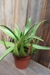 Алоэ бусей Aloe bussei - изображение 2