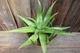 Алоэ бусей Aloe bussei - изображение 4