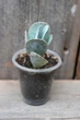 Каланхоэ мраморное Kalanchoe marmorata - изображение 1