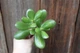 Толстянка яйцевидная Crassula ovata Денежное дерево - изображение 1