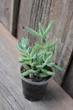 Крассула мезембріантемоподібна Crassula mesembryanthemoides - зображення 2