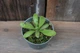 Жирянка Анна Pinguicula Anna - изображение 2