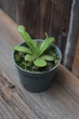 Жирянка Анна Pinguicula Anna - изображение 3