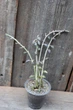 Крестовник укореняющийся Senecio radicans - изображение 1