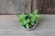 Делосперма шиповатая Delosperma echinatum - изображение 2