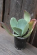 Каланхоэ тирсифлора Kalanchoe thyrsiflora - изображение 1