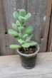 Котиледон войлочный Cotyledon tomentosa - изображение 1