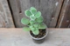 Котиледон войлочный Cotyledon tomentosa - изображение 2
