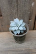 Эхеверия карниколор Echeveria carnicolor - изображение 1