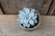 Эхеверия карниколор Echeveria carnicolor - изображение 3