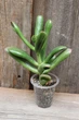 Крассула Хоббіт Crassula Hobbit - зображення 1