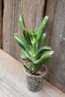 Крассула Хоббіт Crassula Hobbit - зображення 2