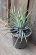 Алое Хумилис приземистое Aloe humilis - изображение 2