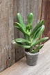 Крассула Хоббіт Crassula Hobbit - зображення 3