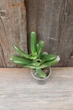 Крассула Хоббіт Crassula Hobbit - зображення 4
