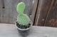 Опунция мелковолосистая Opuntia microdasys - изображение 3