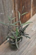 Каланхое Бовері Kalanchoe beauverdii - зображення 1