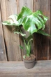 Монстера Тайське сузір'я Monstera Deliciosa Thai Constellation - зображення 1