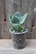 Каланхоэ Милоти Kalanchoe millotii - изображение 1