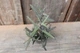 Каланхое Бовері Kalanchoe beauverdii - зображення 3