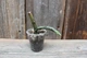 Церопегия стапелевидная Ceropegia stapeliiformis - изображение 2