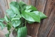 Монстера Борзіга Monstera deliciosa borsigiana - зображення 4