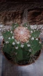 Кактус Ferocactus GreenLife контейнер 8 см - изображение 2