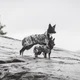 Дощовик для собак з FIR-підкладкою PAIKKA Recovery Raincoat Camo 40 - зображення 8