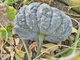 Насіння гарбуза Беунг Карн (Тайланд) (15 шт) - изображение 6